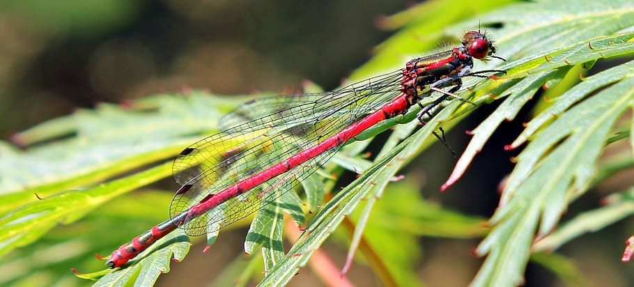 avvicinamento, vicino, macro, Drago, libellula, volare, insetto, animale, selvaggio, natura, invertebrato, fauna selvatica, temi animali, pianta, animali allo stato selvatico, colore verde, parte vegetale, concentrarsi sulle conoscenze acquisite, un animale, foglia, messa a fuoco selettiva, all'aperto, nessuno, rosso, giorno, crescita, 2K
