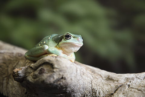 cinzento, sapo, Castanho, árvore, animal, temas animais, animais selvagens, animais em estado selvagem, vertebrado, um animal, fechar-se, ninguém, natureza, focar em primeiro plano, réptil, dia, anfíbio, olhando, olhando para longe, ao ar livre, rã, foco seletivo, parte do corpo animal, cabeça de animal, 5K, CC0, domínio público, royalty free