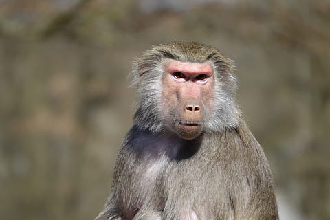 opice, zoo, hellabrunn, Mnichov, pavián, portrét, stvoření, primát, zvířata ve volné přírodě, zvířat, savec, jednoho zvířete, obratlovců, zaměřit se na popředí, hledá, den, nikdo, koukal, část těla zvířete, detail, venku, ústa otevřená, 4K, CC0, veřejná doména, bez autorských práv