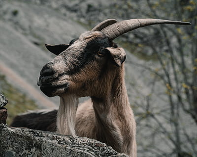 brun ram, dyre temaer, dyr, pattedyr, ett dyr, virveldyr, dyreliv, fokusere på forgrunnen, natur, husdyr, rock-objekt, stein, ingen folk, horned, dag, dyr i naturen, tre, fast, nærbilde, utendørs, dyr hode, planteetende, 4K, CC0, offentlig domene, opphavsrett gratis