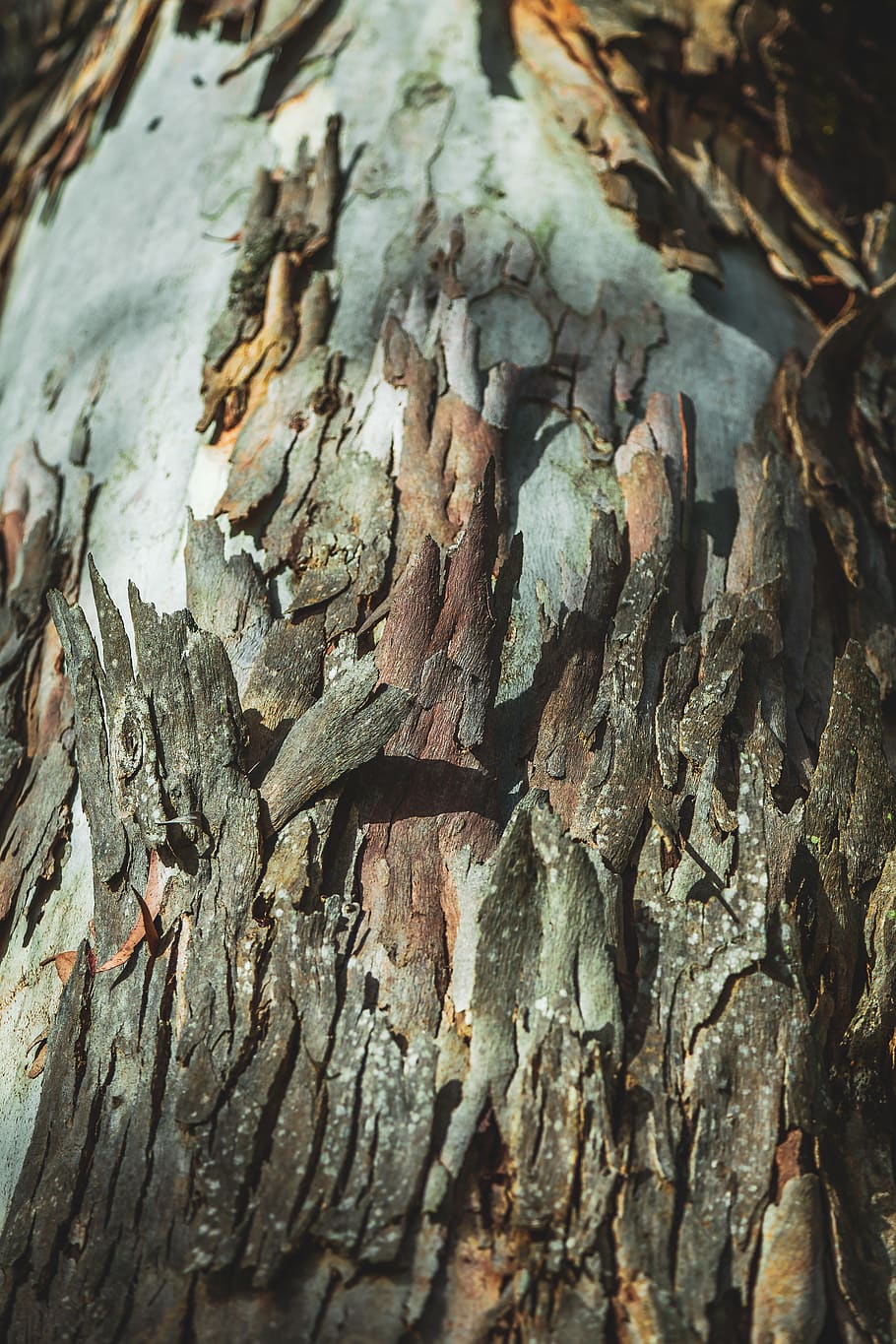 Australien, blå bjerge, struktur, mønster, have, bark, træ, eukalyptus, australsk, ru, peeling bark, bagagerum, træstamme, tekstureret, tæt på, ingen mennesker, træ - materiale, dag, selektiv fokusering, natur, fokus på forgrunden, fuld ramme, baggrunde, plante, plantebark, udendørs, 5K