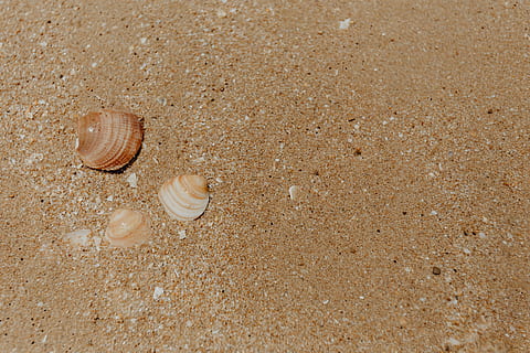 sand beach background, sea shells, &, pebbles, -, many, round, small, stones, beach, sand, background, texture, pattern, shells, seashells, shell, land, animal wildlife, animal shell, high angle view, animal, animal themes, seashell, no people, animals in the wild, invertebrate, close-up, day, nature, mollusk, sea, beauty in nature, outdoors, marine, 4K, CC0, public domain, royalty free