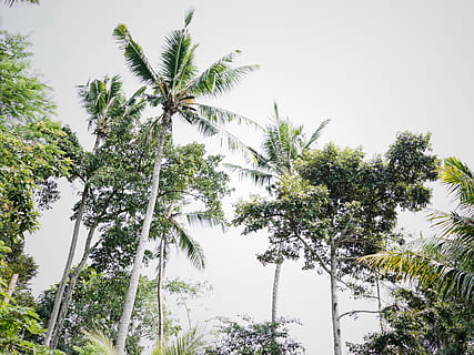 arbres verds, vegetació, planta, arbre, a l'aire lliure, terra, naturalesa, jungla, selva tropical, els arbres que floten sobre el mercat dels agricultors de Penestanan, arecaceae, Palmera, palmeres, bali, ubud, indonèsia, mercat de grangers, penestanan, bosc, jardí, creixement, cel, vista d’angle baix, bellesa a la natura, tranquil·litat, cap gent, color verd, dia, cel clar, clima tropical, tronc de l'arbre, tronc, alta - alta, escena tranquil·la, escenics - natura, palmera de coco, 5K, CC0, domini públic, lliure de regalies