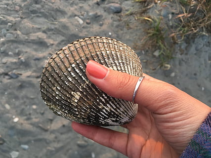 Strand, Schale, Muschel, Sommer-, Sand, menschliche Hand, eine Person, Hand, menschliches Körperteil, echte Menschen, halten, Körperteil, Lebensstile, Erwachsene, Tag, Fokus auf den Vordergrund, High Angle View, Frau, menschlicher Finger, Finger, Nahansicht, persönliche Perspektive, Natur, nicht erkennbare Person, draußen, Nagel, menschliches Glied, 4K, CC0, gemeinfrei, lizenzfrei