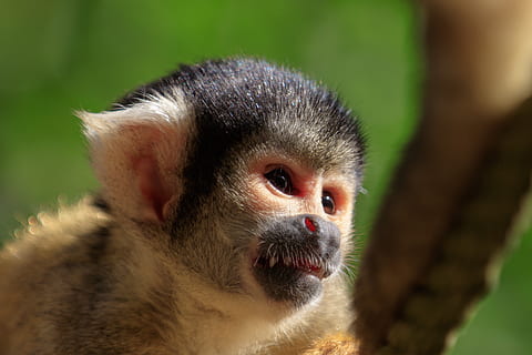 monkey, squirrel monkey, äffchen, mammal, cute, animal world, animal, zoo, tiergarten, capuchin-like, animal themes, primate, animal wildlife, one animal, animals in the wild, close-up, focus on foreground, vertebrate, no people, animal body part, nature, animal head, day, looking away, looking, hair, tree, outdoors, 4K, CC0, public domain, royalty free