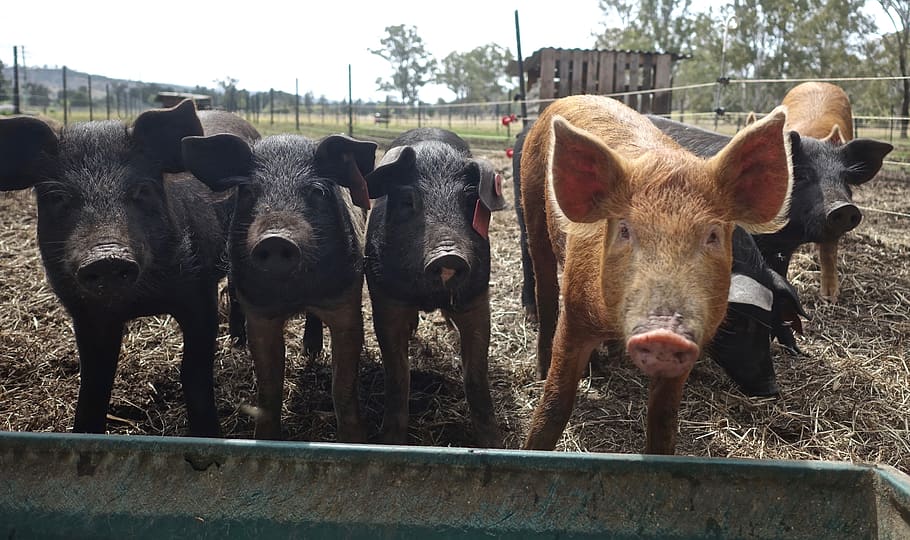 porcs, animals, musell, porc, porcí, senglar, carn de porc, bestiar, nacional, Agricultura, porker, feliç, mamífer, animal, temes d'animals, animals domèstics, grup d’animals, vertebrats, mascotes, dia, cap gent, naturalesa, mirant la càmera, camp, límit, barrera, ramat, tanca, de peu, a l'aire lliure, cap d’animals, herbívors, ploma animal, 4K