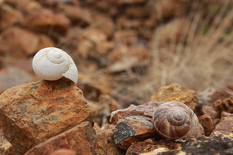 shell, cargols, pedra, marró, groc, ot, blanc, Kennedy, naturalesa, animal, en viu, natural, mol·lusc, fauna animal, cargol, closca d’animals, cap gent, temes d'animals, centrar-se en primer pla, gasteròpode, sòlid, primer pla, dia, animals a la natura, terra, rock, invertebrat, rock - object, enfocament selectiu, a l'aire lliure, 5K, CC0, domini públic, lliure de regalies