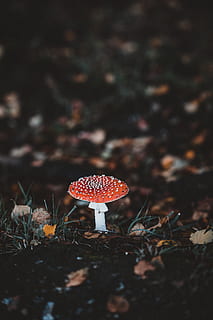 červená houba, rostlina, houba, agaric, amanita, přízemní, bezobratlý, kriketový hmyz, zvíře, hmyz, sasanka, květ, acanthaceae, amaryllidaceae, pavoukovec, tarantule, pavouk, plaz, královský had, zeleniny, přistát, jídlo, růst, muchomůrka houba, pole, muchomůrka, selektivní zaměření, Příroda, detail, nikdo, list, rostlinné části, krása v přírodě, den, podzim, Červené, venku, jedovatý, 8K, CC0, veřejná doména, bez autorských práv