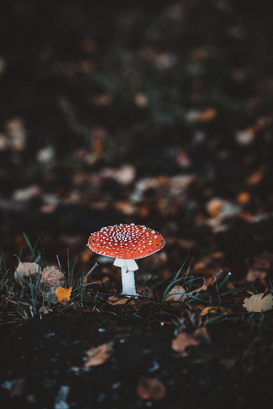 bolet vermell, planta, fong, agaric, amanita, bolets, sòl, invertebrat, insecte de cricket, animal, insecte, anemone, flor, acanthaceae, amaryllidaceae, aràcnids, taràntula, aranya, rèptil, rei serp, vegetals, terra, menjar, creixement, bolet agàric de mosca, camp, toadstool, enfocament selectiu, naturalesa, primer pla, cap gent, full, part de la planta, bellesa a la natura, dia, tardor, vermell, a l'aire lliure, verinós, 8K