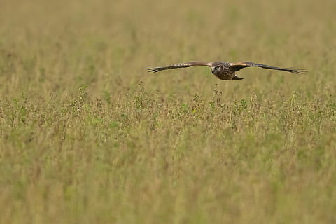 falco marrone, uccello, volante, animale, poiana, falco, anthus, terra, aquilone, accipiter, anhinga, savana, all'aperto, natura, prateria, campo, avvoltoio, uccelli acquatici, merlo, Agelaius, pernice, messa a fuoco selettiva, pianta, fauna selvatica, nessuno, animali allo stato selvatico, temi animali, un animale, erba, giorno, vertebrato, crescita, Marrone, avvicinamento, colore verde, 2K, CC0, dominio pubblico, privo di copyright