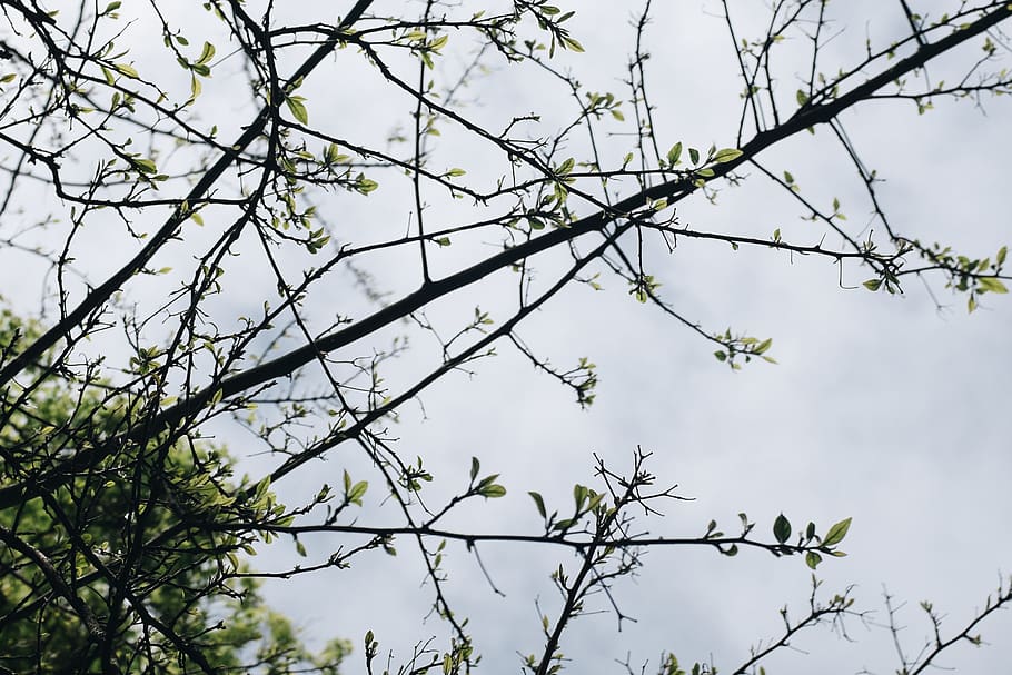 verde, arbore de copaci, alb, nori, ramuri, colorate, timpul zilei, mediu inconjurator, creştere, fotografie cu unghi mic, natură, copac, ramură, plantă, vedere unghiulară joasă, cer, frumusețe în natură, nici o persoana, zi, în aer liber, liniște, parte a plantelor, frunze, să se concentreze asupra primelor elemente, Culoarea verde, floare, planta cu flori, animale în sălbăticie, fragilitate, primăvară, 2K