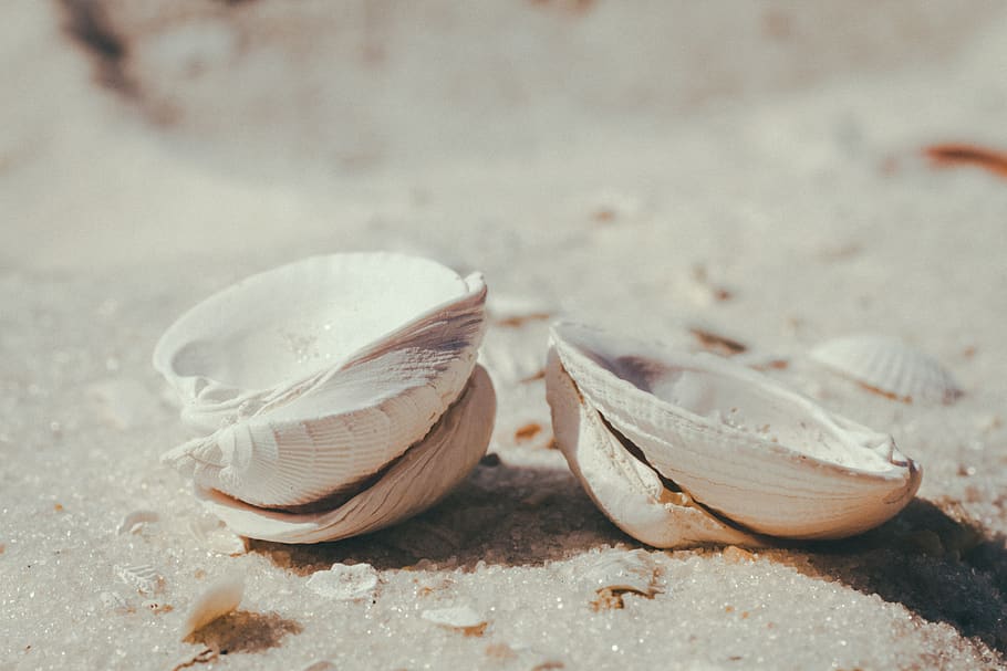 sorra, platja, shell, saintpete, primer pla, cap gent, fauna animal, terra, dia, closca d’animals, animal, enfocament selectiu, menjar, mar, menjar i beguda, naturalesa, animals a la natura, temes d'animals, petxina de mar, a l'aire lliure, dos objectes, marí, petit grup d'objectes, 2K