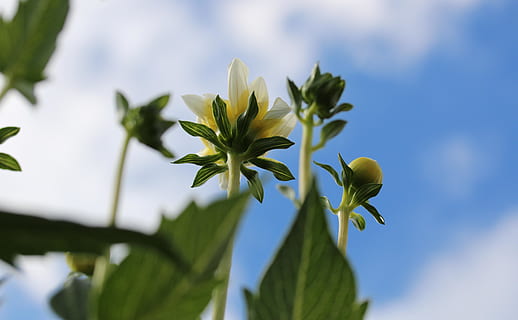 Huddersfield, plante, blad, plante del, blomst, skønhed i naturen, blomstrende plante, friskhed, vækst, sårbarhed, skrøbelighed, tæt på, grøn farve, natur, fokus på forgrunden, dag, ingen mennesker, udendørs, kronblad, himmel, blomsterhoved, bægerblad, 5K, CC0, offentligt domæne, royaltyfrie