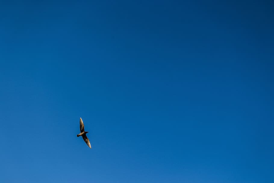 uccello, animale, volante, aquila, aereo, veicolo, mezzi di trasporto, silhouette, aquila calva, accipiter, avvoltoio, architettura, costruzione, attività ricreative, avventura, aquilone, bagliore, luce, condor, animali allo stato selvatico, blu, fauna selvatica, temi animali, copia spazio, un animale, cielo, vertebrato, cielo sereno, Inquadratura dal basso, ali spiegate, nessuno, mezz'aria, giorno, la libertà, natura, parte del corpo animale, all'aperto, direttamente sotto, 5K