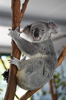 gri, koala, şube, hayvan temaları, hayvan, hayvan yaban hayatı, ağaç, vahşi hayvanlar, memeli, ön plana odaklanmak, bir hayvan, bitki, gün, doğa, omurgalı, insansız, ağaç gövdesi, kapatmak, gövde, tam uzunluk, açık havada, 4K, CC0, kamu malı, telif ücretsiz