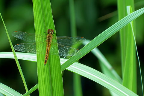 superficial, fotografía de enfoque, marrón, libélula, insecto, animal, fauna animal, animales en la naturaleza, temas de animales, un animal, invertebrado, color verde, planta, centrarse en primer plano, naturaleza, hoja, de cerca, parte de la planta, día, hierba, nadie, ala animal, brizna de hierba, crecimiento, al aire libre, 2K, CC0, dominio público, libre de derechos