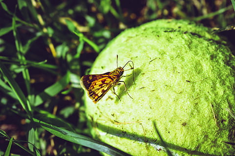 brūna, kapteinis, sēž, bumba, kļūda, zāli, kukaiņi, maz, koši, tenisa bumbiņa, dzīvnieku savvaļas dzīvnieki, dzīvniekiem savvaļā, bezmugurkaulnieki, dzīvnieku tēmas, dzīvnieku, viens dzīvnieks, zaļā krāsa, augu, tuvplāns, raksturs, dzīvnieku spārnu, skaistums dabā, augu daļa, nav cilvēku, tauriņš - kukainis, lapas, dienā, zieds, koncentrēties uz jaunajām zināšanām, ārā, tauriņš, 5K, CC0, publiskais domēns, bez atlīdzības