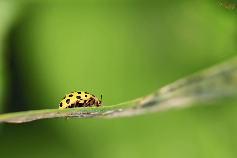 verd, senyoreta, fulla de la planta, escarabat, error, insecte, marieta, macro, temes d'animals, animal, invertebrat, fauna animal, un animal, animals a la natura, primer pla, enfocament selectiu, color verd, cap gent, planta, bellesa a la natura, naturalesa, part de la planta, full, part del cos dels animals, dia, fragilitat, a l'aire lliure, ala dels animals, petit, papallona - insecte, 2K