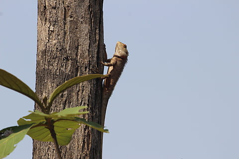 Eidechse, Baum, Sitzung, klimpern, Leguan, Pflanze, Himmel, klarer Himmel, Natur, ein Tier, keine Leute, Tierwelt, Tag, Tiere in freier Wildbahn, Baumstamm, Kofferraum, Tierthemen, Flachwinkelansicht, Tier, kopieren sie platz, Holz - Material, Wirbeltier, Reptil, draußen, Holzpfosten, 5K, CC0, gemeinfrei, lizenzfrei
