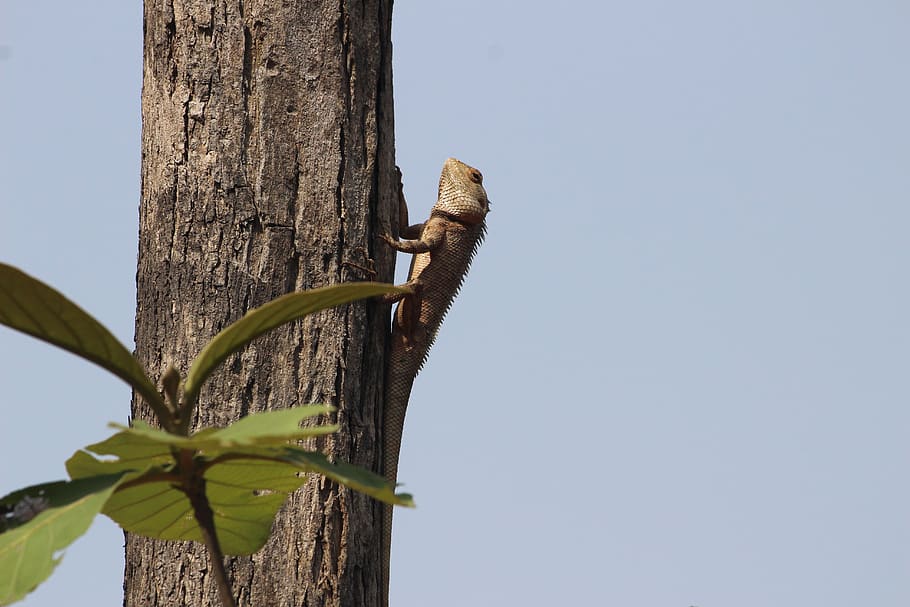 llangardaix, arbre, assegut, climping, iguana, planta, cel, cel clar, naturalesa, un animal, cap gent, fauna animal, dia, animals a la natura, tronc de l'arbre, tronc, temes d'animals, vista d’angle baix, animal, còpia espai, material de fusta, vertebrats, rèptil, a l'aire lliure, post de fusta, 5K