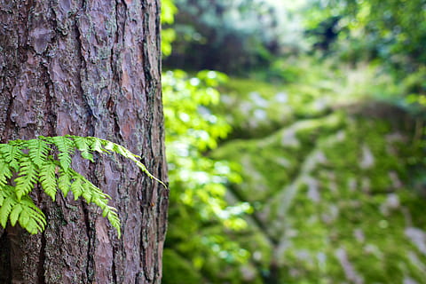 verd, fulles, al costat, escorça d'arbre, escorça, bosc, arbre, tronc de l'arbre, planta, tronc, centrar-se en primer pla, color verd, naturalesa, dia, creixement, terra, a l'aire lliure, cap gent, primer pla, bellesa a la natura, tranquil·litat, escorça de la planta, aspre, molsa, selva tropical, 2K, CC0, domini públic, lliure de regalies