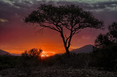 namibia, arbre, cel, bellesa a la natura, escenics - natura, posta de sol, planta, tranquil·litat, escena tranquil·la, núvol - cel, muntanya, paisatge, naturalesa, cap gent, color taronja, medi ambient, terra, escena no urbana, silueta, creixement, a l'aire lliure, 8K, CC0, domini públic, lliure de regalies