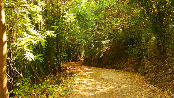 Jerte, ispanya, orman, bitki, ağaç, büyüme, yön, ileriye giden yol, doğada güzellik, arazi, doğa, huzur, patika, yeşil renk, sakin sahne, insansız, gün, Güneş ışığı, manzaralar - doğa, kentsel olmayan sahne, açık havada, yemyeşil bitki örtüsü, ormanlık, iz, bambu - bitki, 4K, CC0, kamu malı, telif ücretsiz