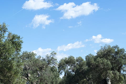 nor, nori, copac, oliv, Italia, Apulia, elia clerici, cer, plantă, nor - cer, frumusețe în natură, creştere, vedere unghiulară joasă, liniște, zi, natură, Culoarea verde, nici o persoana, în aer liber, scenice - natura, o scenă liniștită, albastru, lumina soarelui, scenă non-urbană, idilic, însorit, 5K, CC0, domeniu public, fără drepturi de autor