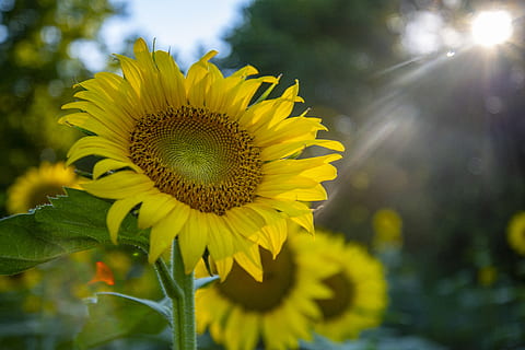 tæt på, fotografering, solsikke, smuk, flor, blomstrende, blomstre, lyse, farve, Mark, flora, blomst, have, vækst, natur, kronblade, sæson, sommer, sol, Solstraaler, solsikker, solrig, gul, blomstrende plante, plante, skønhed i naturen, friskhed, blomsterhoved, skrøbelighed, sårbarhed, kronblad, blomsterstand, fokus på forgrunden, pollen, dag, sollys, ingen mennesker, udendørs, 8K, CC0, offentligt domæne, royaltyfrie