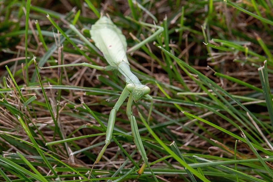 resant, mantis, i, insecte, animal, planta, jardí, creixement, color verd, primer pla, naturalesa, dia, bellesa a la natura, cap gent, frescor, herba, terra, flor, vulnerabilitat, camp, fragilitat, planta amb flors, Color blanc, centrar-se en primer pla, inicis, humit, 5K