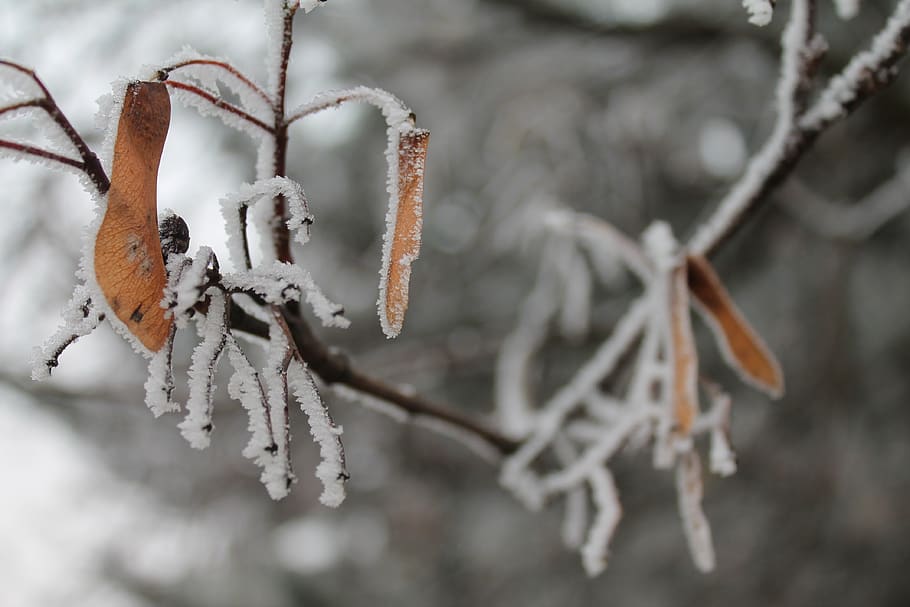 îngheţ, iced, rece, iarnă, natură, eiskristalle, ramură, temperatura rece, zăpadă, îngheţat, să se concentreze asupra primelor elemente, a închide, copac, zi, nici o persoana, plantă, gheaţă, crenguţă, liniște, frumusețe în natură, culoare alba, în aer liber, 4K