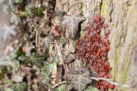 Würmer, Laub, Baum, Insekten, Wurm, rot, Tiere, Natur, Insekt, Sommer-, Herbst, die Rinde, Efeu, Pflanze, Wachstum, Tag, keine Leute, selektiver Fokus, Nahansicht, Kofferraum, Baumstamm, Pflanzenteil, Blatt, draußen, texturiert, Fokus auf den Vordergrund, Schönheit in der Natur, trocken, Land, Lebensmittel, braun, Borke, Flechte, 4K, CC0, gemeinfrei, lizenzfrei