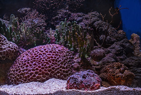 coralls de color rosa, la vida marina, sota l'aigua, mar, animals a la natura, fauna animal, submarí, temes d'animals, marí, animal, coral, aigua, invertebrat, naturalesa, peix, cap gent, rock, sòlid, vertebrats, bellesa a la natura, 5K, CC0, domini públic, lliure de regalies