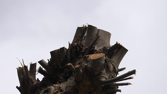 arbre, naturalesa, cap gent, vista d’angle baix, planta, cel, dia, cel clar, espatllat, material de fusta, textura, a l'aire lliure, primer pla, qüestions ambientals, història, trencat, creixement, Munt, el passat, fusta, escorça, arruïnat, 4K, CC0, domini públic, lliure de regalies