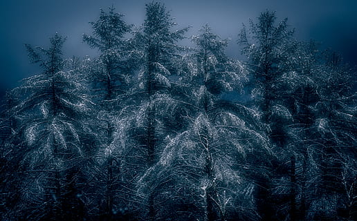 albero dalle foglie verdi, albero, pianta, abete, abies, conifera, foresta nazionale di pisgah, noi, la neve, all'aperto, natura, abete rosso, inverno, ghiaccio, Natale, dicembre, photoshop, patch max, Pisgah, foresta, temperatura fredda, la tranquillità, crescita, bellezza nella natura, nessuno, terra, scena tranquilla, scenics - natura, congelato, Pino, albero di conifere, ambiente, campo, bosco di pini, nevicando, 4K, CC0, dominio pubblico, privo di copyright
