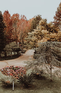 asfaltová cesta, strom, rostlina, abies, jedle, pedra azul, brasil, Příroda, přízemní, venku, hotel monte verde, jehličnatý strom, hora, led, květ, zimní, list, silnice, Studený, Foto dne, podzim, růst, krása v přírodě, nebe, nikdo, klid, den, změna, klidné scény, přistát, čisté nebe, scenics - příroda, krajina, životní prostředí, mimoměstské scény, pole, 5K, CC0, veřejná doména, bez autorských práv
