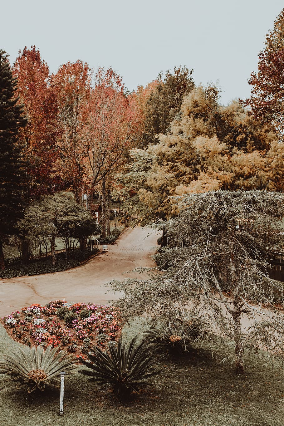 via d’asfalt, arbre, planta, abies, avet, pedra azul, brasil, naturalesa, sòl, a l'aire lliure, hotel monte verde, conífera, muntanya, gel, flor, hivern, full, carretera, fred, foto del dia, tardor, creixement, bellesa a la natura, cel, cap gent, tranquil·litat, dia, canvi, escena tranquil·la, terra, cel clar, escenics - natura, paisatge, medi ambient, escena no urbana, camp, 5K