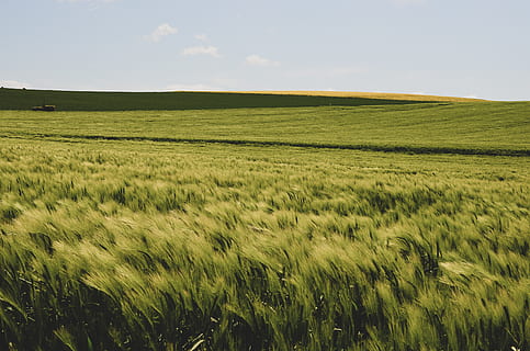 camp de gespa, camp, planta, herba, produir, menjar, França, gra, vegetals, paisatge, vegetació, horitzó, línia de l’horitzó, presentada, gespa verda, camp de blat, blat, a l'aire lliure, pastures, terra, agricultura, cel, cultiu, medi ambient, escena rural, creixement, bellesa a la natura, planta de cereals, tranquil·litat, escena tranquil·la, color verd, escenics - natura, naturalesa, ordi, granja, cap gent, paisatge rodant, 2K, CC0, domini públic, lliure de regalies