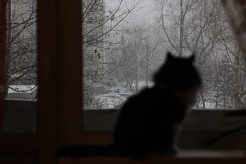 kat, sne, vinter, vindue, snestorm, kold, lejlighed, pattedyr, dyre temaer, et dyr, dyr, træ, indenlandske, kæledyr, husdyr, bare træ, indenlandske kat, silhuet, ingen mennesker, hvirveldyr, feline, natur, dyreliv, leder, udendørs, 5K, CC0, offentligt domæne, royaltyfrie