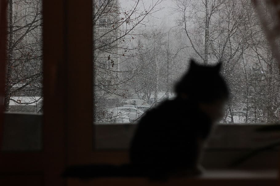 kat, sne, vinter, vindue, snestorm, kold, lejlighed, pattedyr, dyre temaer, et dyr, dyr, træ, indenlandske, kæledyr, husdyr, bare træ, indenlandske kat, silhuet, ingen mennesker, hvirveldyr, feline, natur, dyreliv, leder, udendørs, 5K