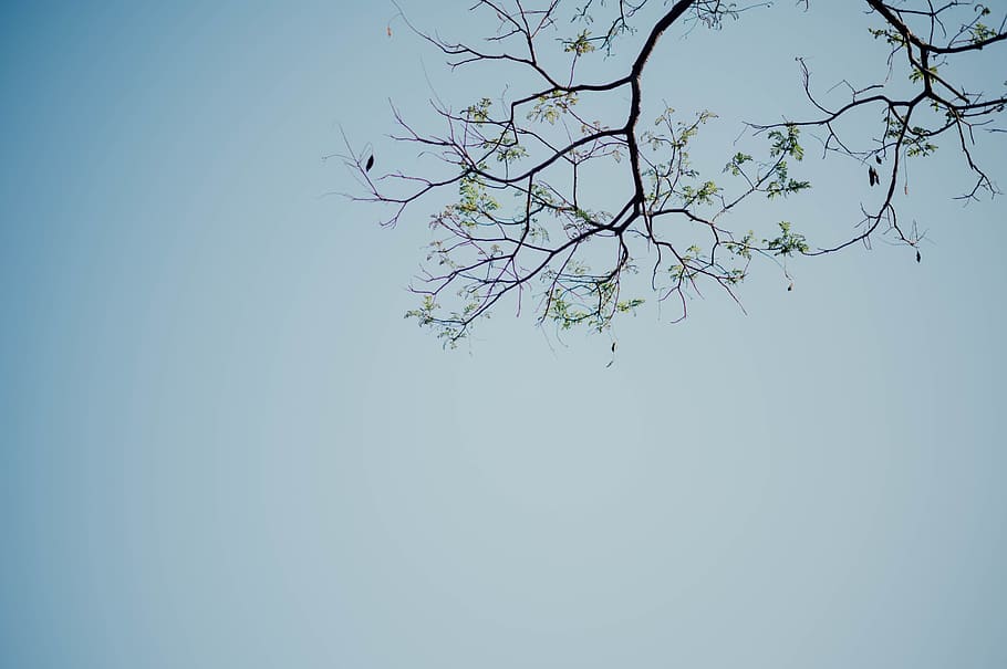 arbre de fulles verdes, durant el dia, planta, arbre, full, animal, flor, ocell, tronc de l'arbre, volant, art, menjar d'abelles, menjar, vegetals, gra, produir, llavor, foto, fotografia, roure, flicker bird, cel, branca, cel clar, vista d’angle baix, bellesa a la natura, arbre nu, naturalesa, cap gent, còpia espai, blau, dia, creixement, tranquil·litat, a l'aire lliure, escenics - natura, escena tranquil·la, fragilitat, planta amb flors, 5K