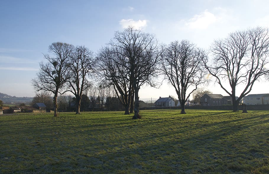 UK, gloucester, arbres, cel, arbre, planta, arbre nu, herba, tranquil·litat, escenics - natura, naturalesa, bellesa a la natura, escena tranquil·la, núvol - cel, paisatge, camp, terra, medi ambient, dia, cap gent, a l'aire lliure, parc, color verd, 4K