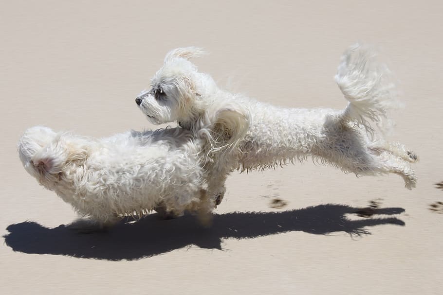 Due, cani, caccia, cane, animale, animale domestico, mammifero, canino, Australia, fabbri spiaggia, barboncino, terrier, sabbia, spiaggia, cane bianco, cucciolo, oceano, costa, all'aperto, litorale, acqua, natura, mare, temi animali, domestico, animali domestici, un animale, vertebrato, nessuno, peli di animali, capelli, vista laterale, Colore bianco, famiglia di animali, 4K