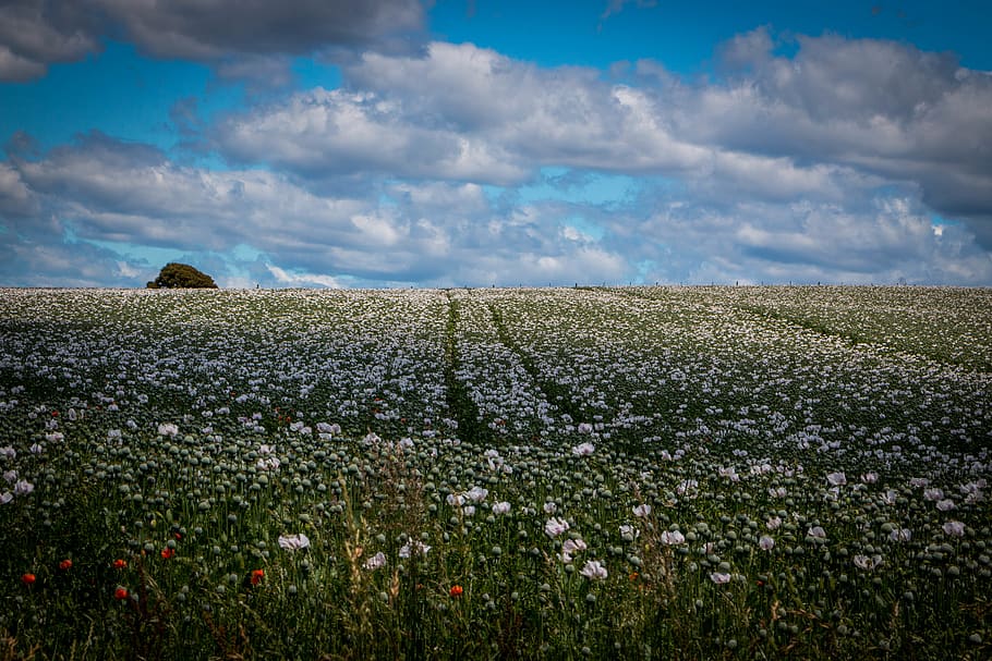 Popy, Mark, skyer, blomster, sky - himmel, landskab, himmel, miljø, plante, jord, blomst, skønhed i naturen, blomstrende plante, landlige scene, ro, scenics - natur, rolig scene, landbrug, vækst, natur, ingen mennesker, friskhed, gård, udendørs, forår, 5K