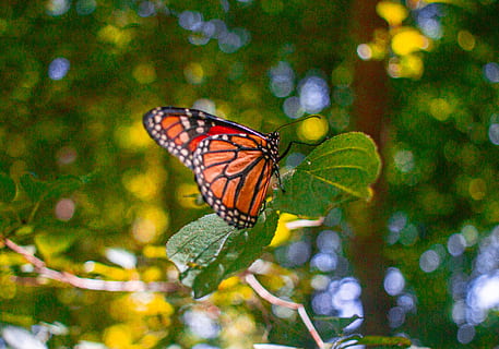 Canadá, goderich, temas animais, animais selvagens, inseto, asa animal, animal, invertebrado, borboleta - inseto, um animal, plantar, animais em estado selvagem, beleza na natureza, fechar-se, natureza, ninguém, focar em primeiro plano, parte da planta, folha, flor, cor verde, marcações de animais, ao ar livre, polinização, borboleta, 4K, CC0, domínio público, royalty free