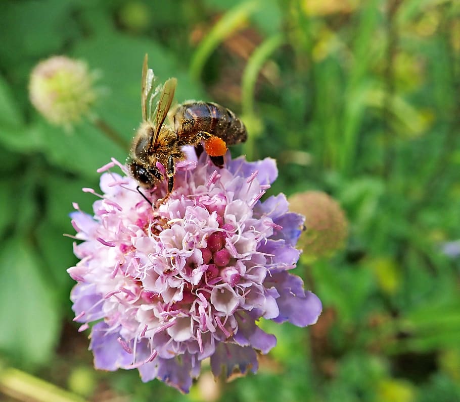 abella, insecte, scabiosa, flor, pol·len, jardí, naturalesa, planta amb flors, invertebrat, planta, frescor, bellesa a la natura, fragilitat, cap de flor, animals a la natura, vulnerabilitat, pètal, animal, un animal, temes d'animals, primer pla, fauna animal, creixement, centrar-se en primer pla, inflorescència, polinització, cap gent, a l'aire lliure, porpra, ala dels animals, 2K