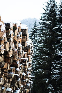 Brennholz stapeln, Kiefern, Schnee, Holz, Pflanze, Baum, Tanne, abies, Nadelbaum, Person, Mensch, Winter, Vogel, Tier, Tapete, Wald, Kiefer, Gebäude, Gehäuse, Fichte, Sperrholz, große gruppe von gegenständen, Stapel, Log, Natur, Fülle, Holzindustrie, Abholzung, kalte Temperatur, Bauholz, Tag, Holz - Material, Brennholz, keine Leute, draußen, Holzstapel, 5K, CC0, gemeinfrei, lizenzfrei