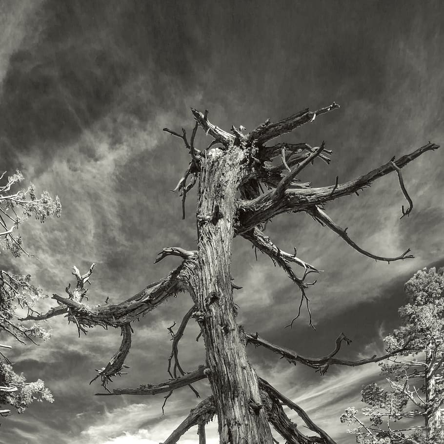 albero senza foglie marrone, pianta, radice, albero, California, il. Stati Uniti d'America, lago esmerald, tronco d'albero, animale, uccello, ragno, invertebrato, aracnide, legna, natura, abies, abete, all'aperto, ghiaccio, muschio, nessuno, ramo, giorno, bellezza nella natura, nuvola - cielo, la tranquillità, asciutto, cielo, avvicinamento, Inquadratura dal basso, concentrarsi sulle conoscenze acquisite, pianta morta, crescita, danneggiato, albero nudo, pianta appassita, secco, 2K