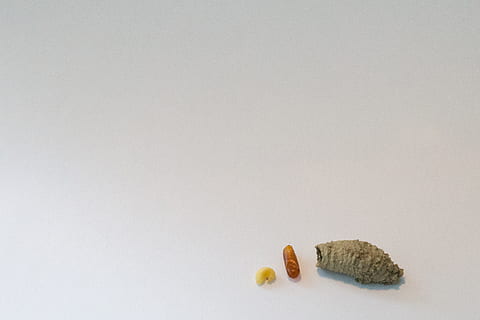 makro, drobný, malý, bílý, kokon, vosa, larva, zvíře, studio shot, bílé pozadí, jídlo a pití, kopie prostor, uvnitř, nikdo, jídlo, žlutá, ovoce, jednoduchost, stálý život, Zdravé stravování, jeden objekt, skupina objektů, medicína, vysoký úhel pohledu, barevné pozadí, vystříhnout, malá skupina objektů, 2K, CC0, veřejná doména, bez autorských práv