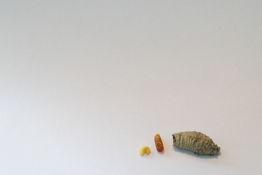 makro, drobný, malý, bílý, kokon, vosa, larva, zvíře, studio shot, bílé pozadí, jídlo a pití, kopie prostor, uvnitř, nikdo, jídlo, žlutá, ovoce, jednoduchost, stálý život, Zdravé stravování, jeden objekt, skupina objektů, medicína, vysoký úhel pohledu, barevné pozadí, vystříhnout, malá skupina objektů, 2K